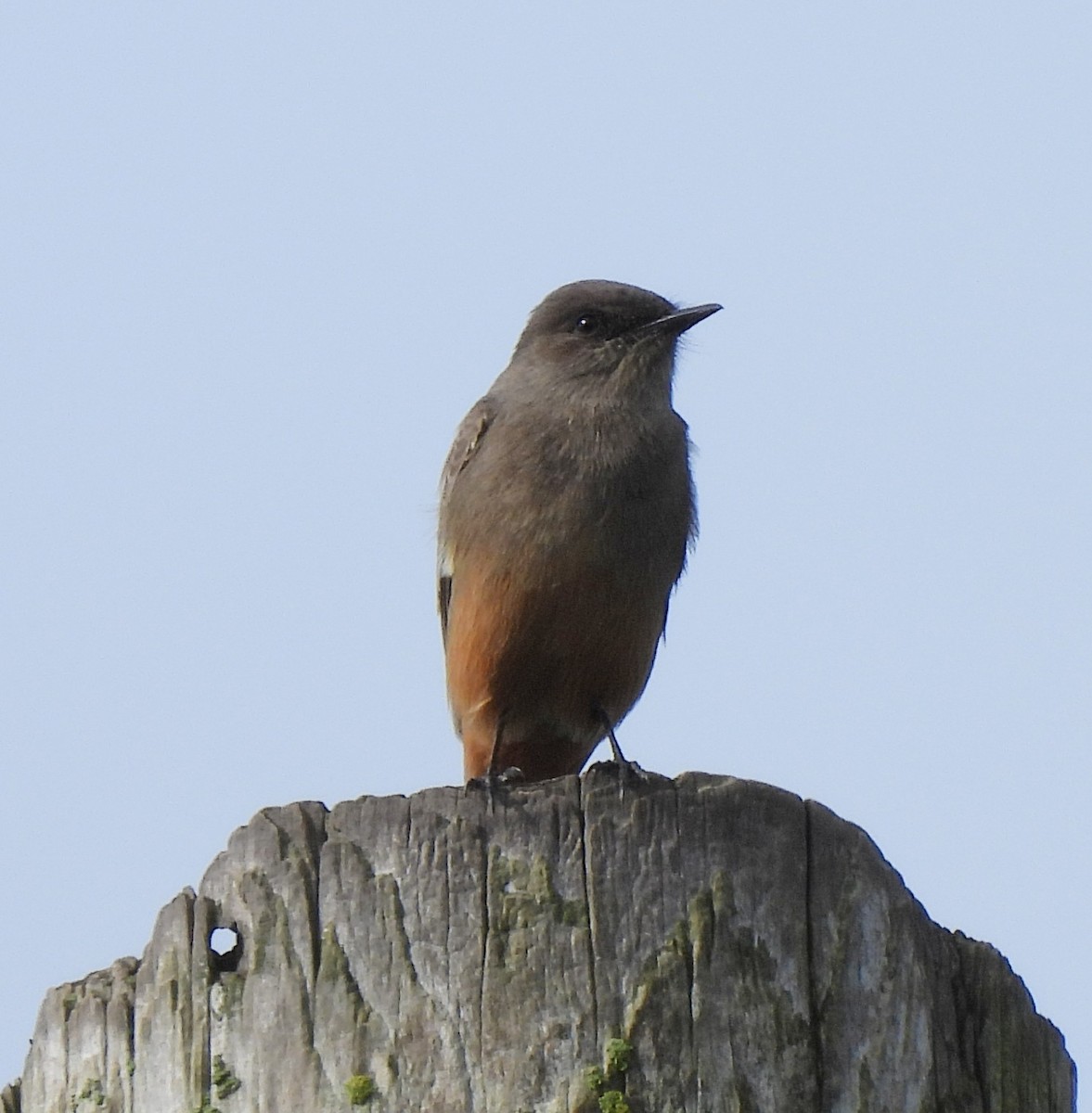 Say's Phoebe - ML611100917