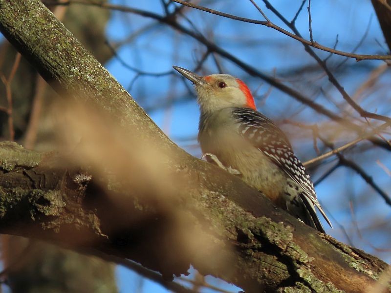 Red-bellied Woodpecker - ML611101033