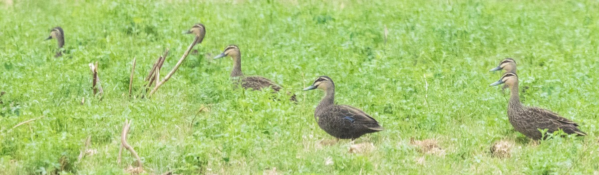 Pacific Black Duck - ML611101074