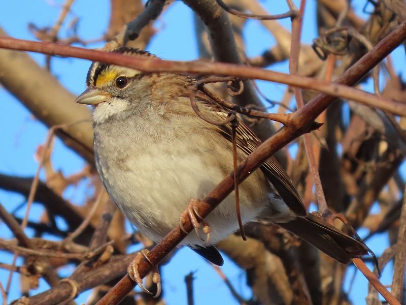 White-throated Sparrow - ML611101083