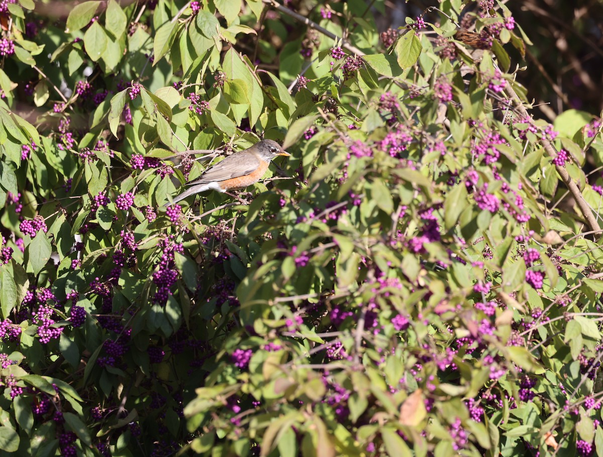 American Robin - ML611101122