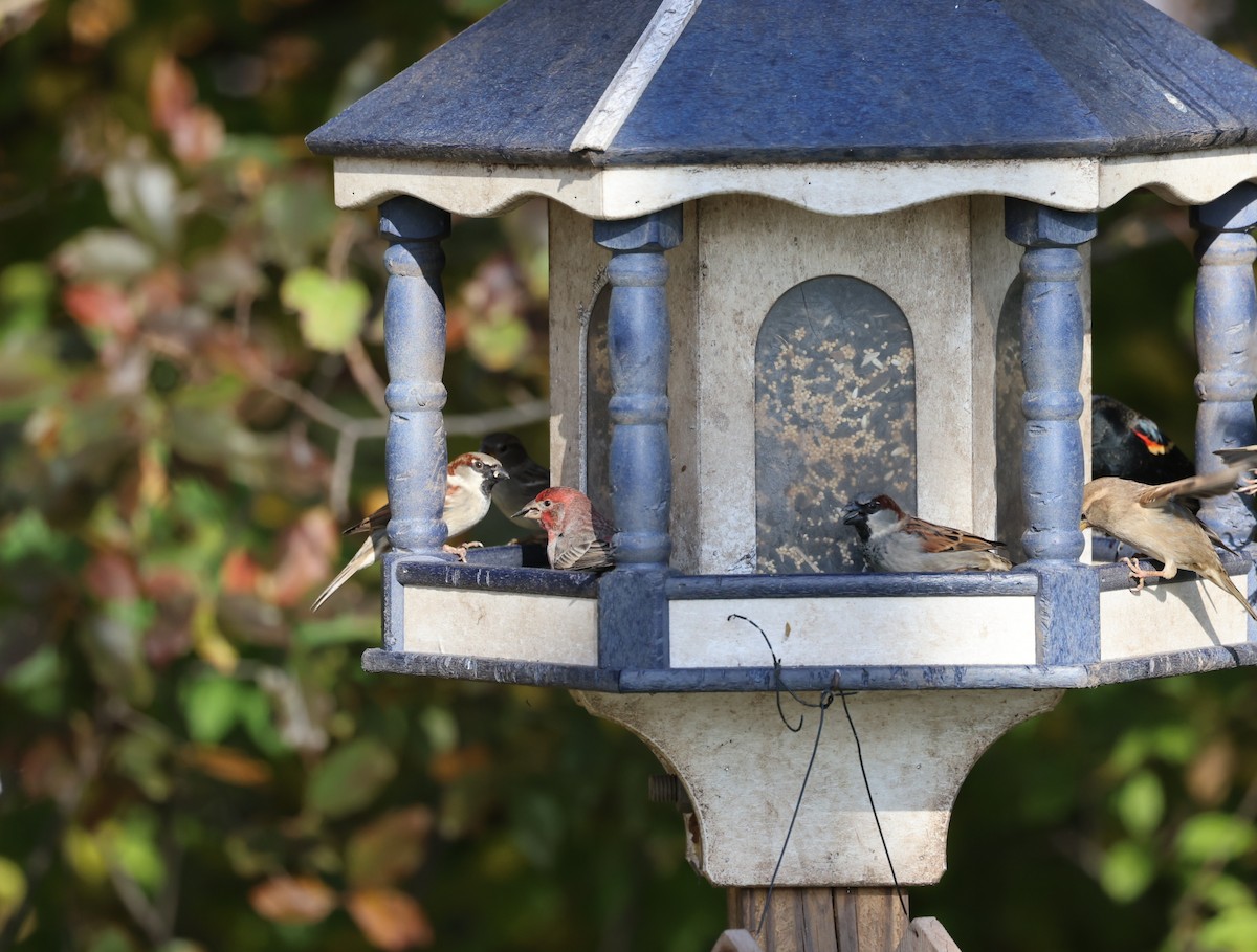 House Finch - ML611101134