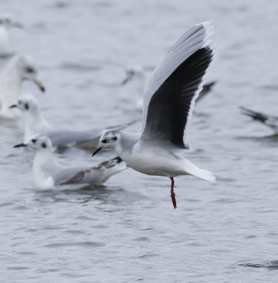 Little Gull - Beverly Seyler