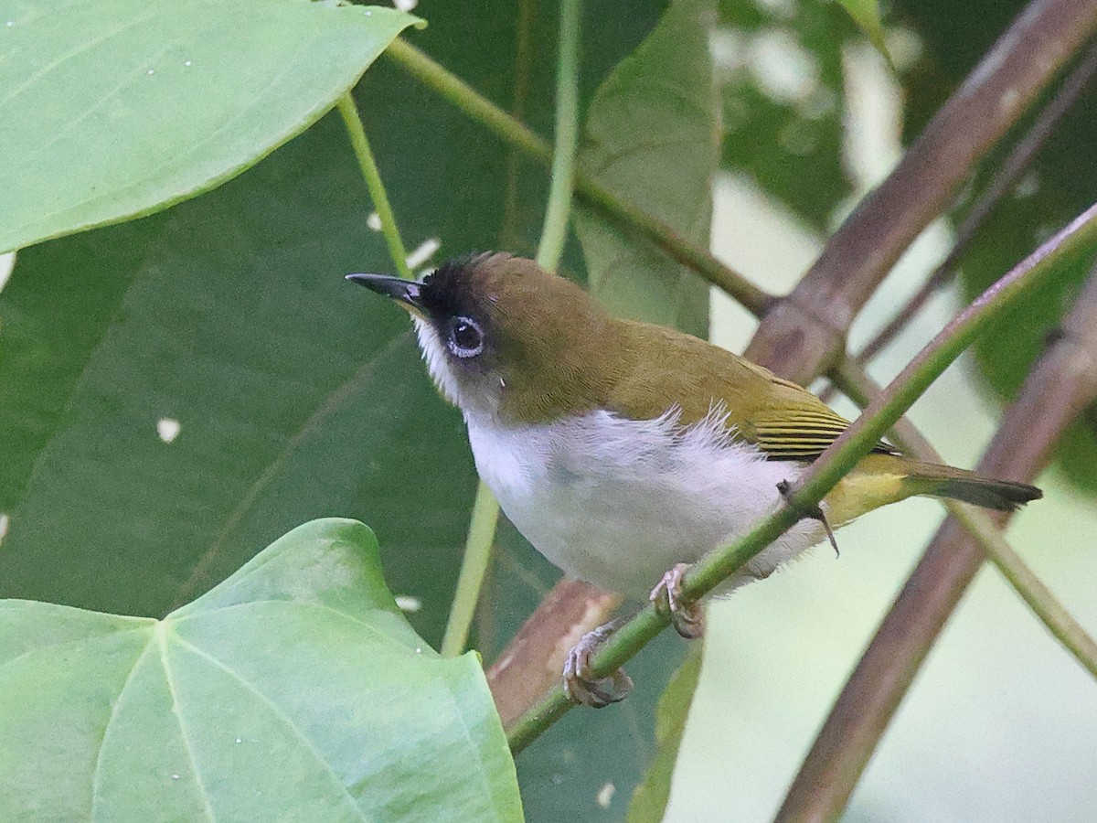 Cream-throated White-eye (Halmahera) - Myles McNally