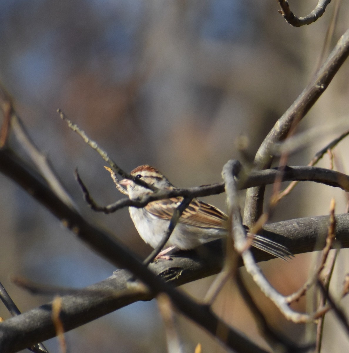 Chipping Sparrow - ML611101251