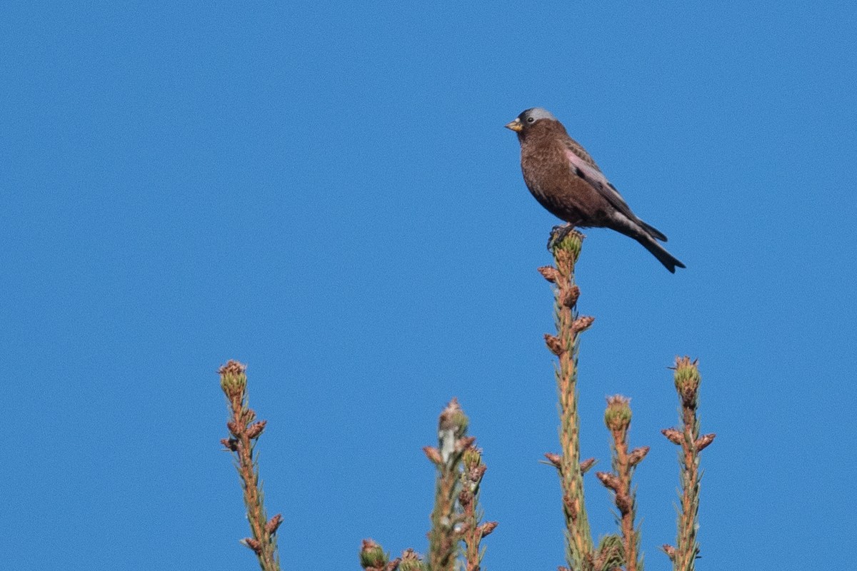 Gray-crowned Rosy-Finch - Amanda Guercio