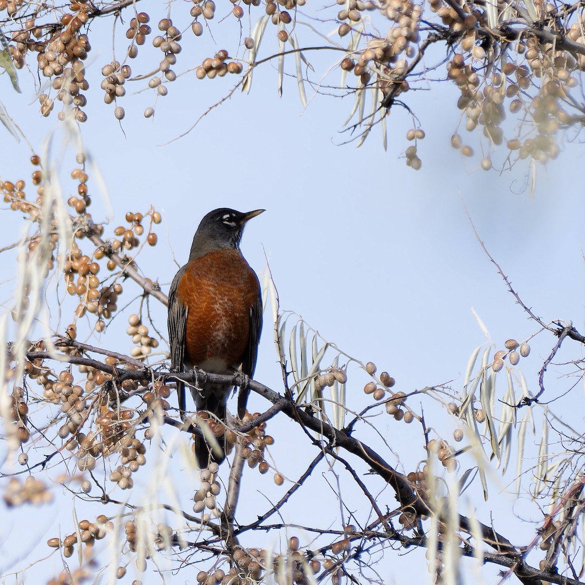 American Robin - ML611101313