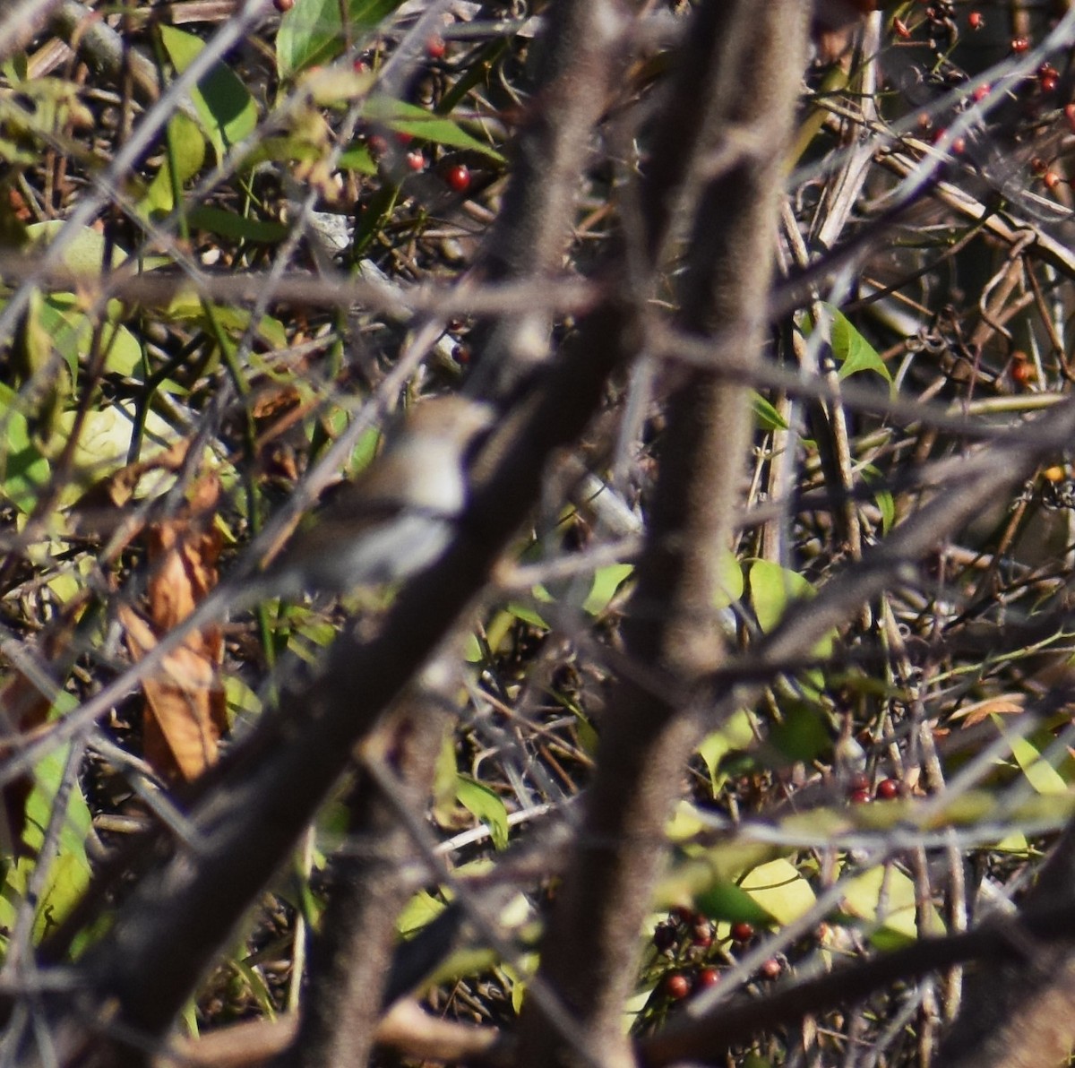 Spizella sp./American Tree Sparrow - ML611101314