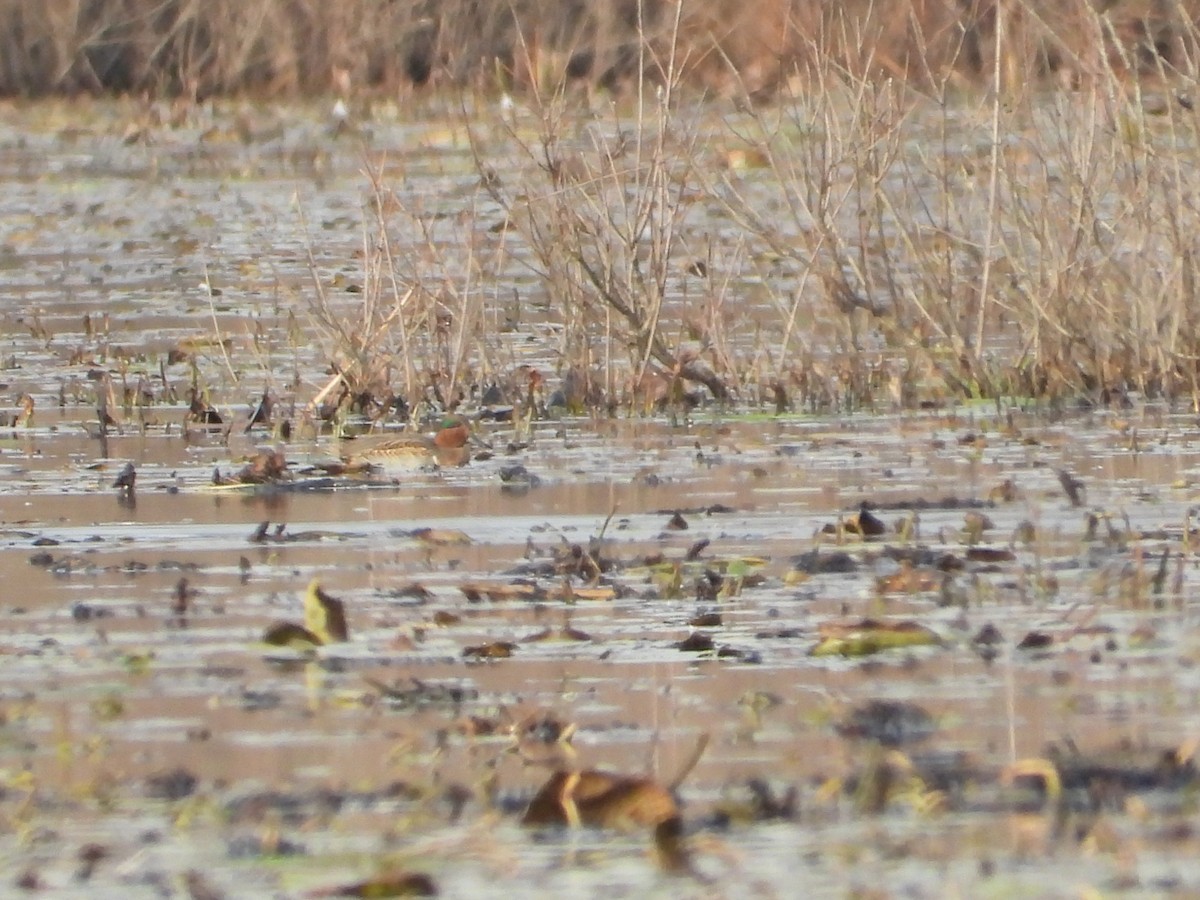Green-winged Teal - ML611101315