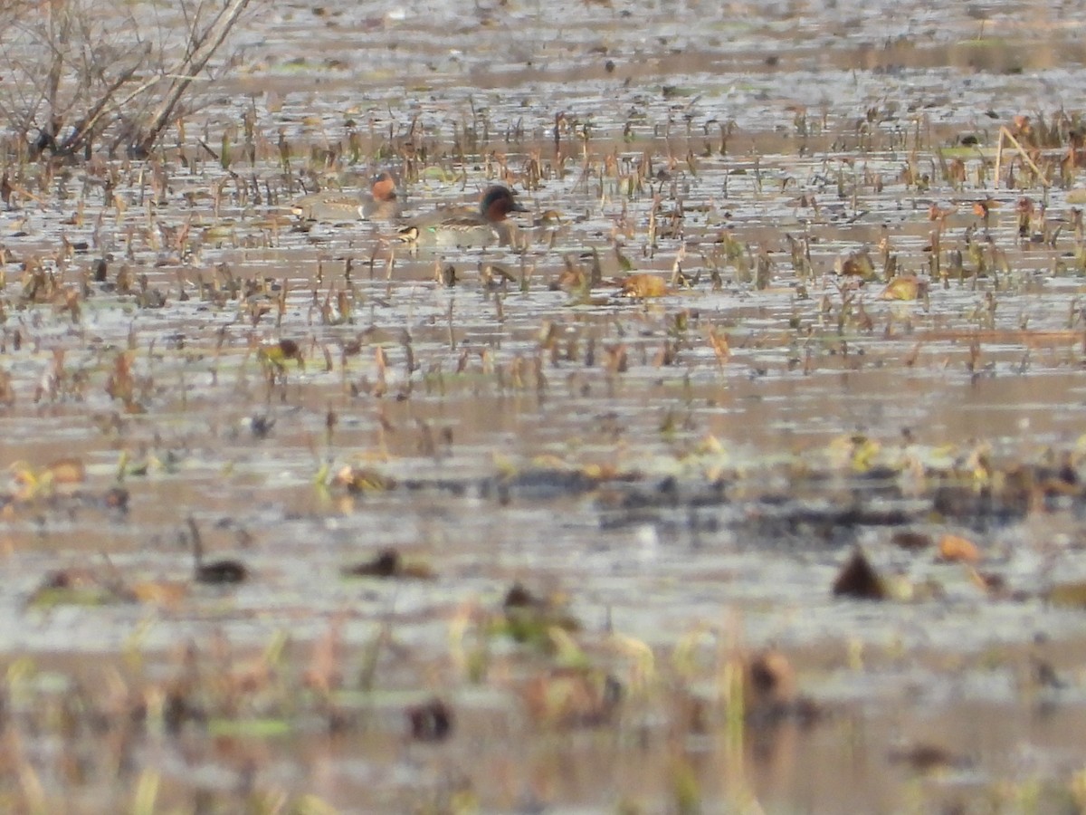 Green-winged Teal - ML611101316