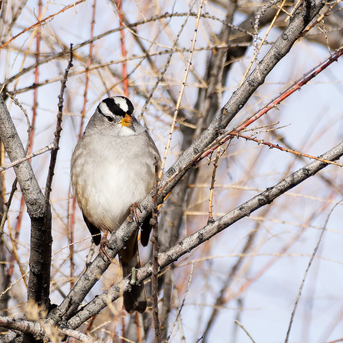 White-crowned Sparrow - Steve Hegji