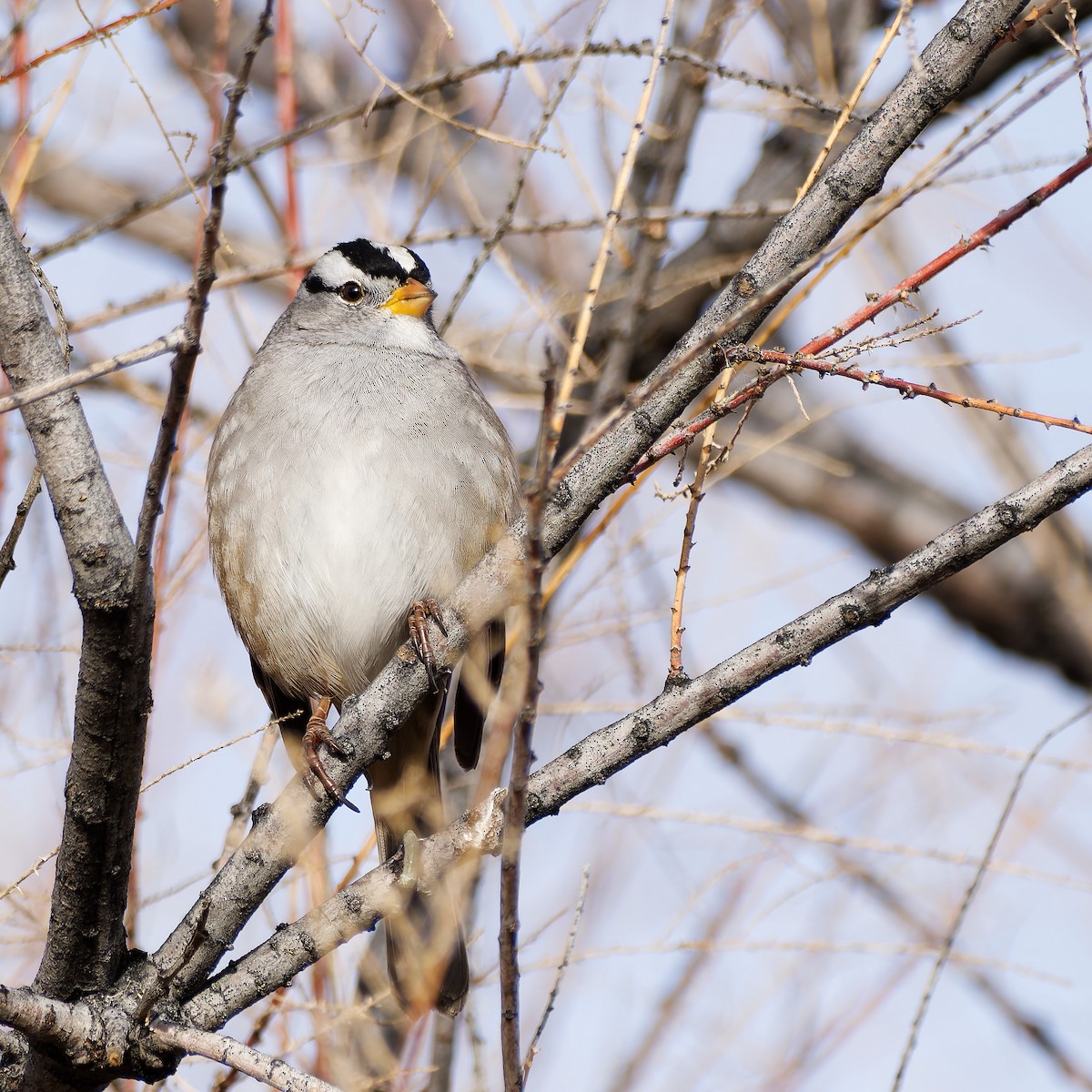 White-crowned Sparrow - ML611101339