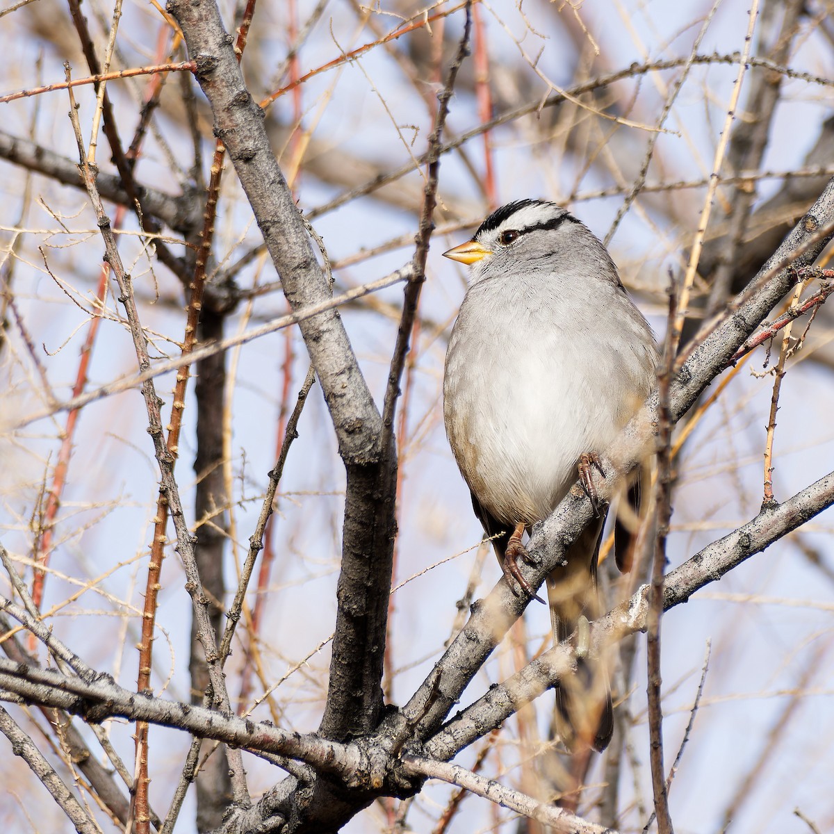 White-crowned Sparrow - ML611101340