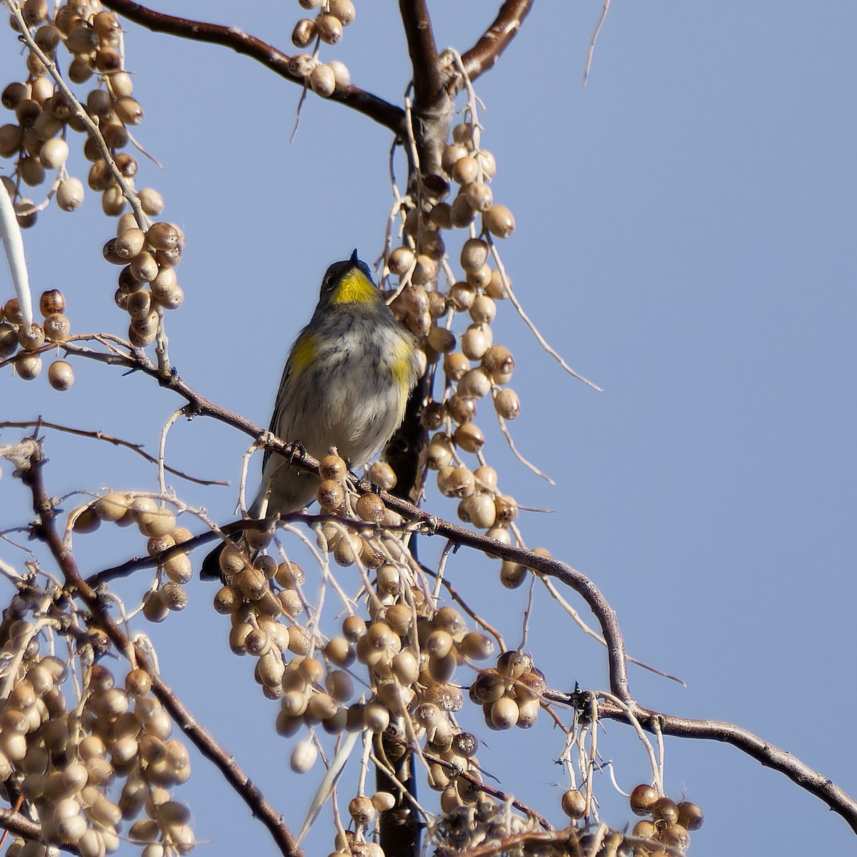 Yellow-rumped Warbler - ML611101361