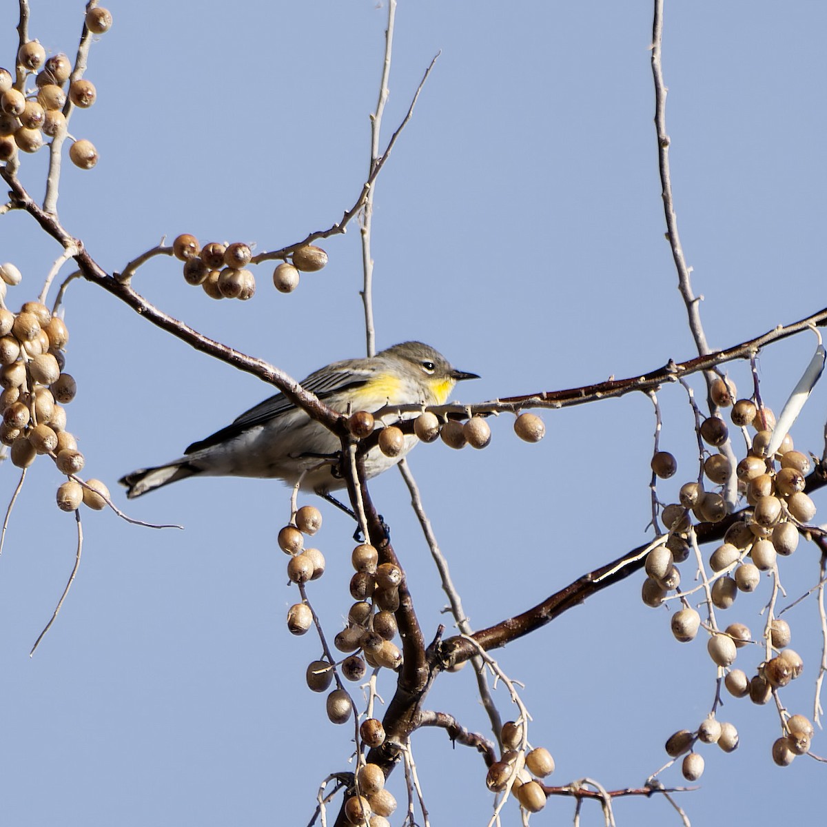 Yellow-rumped Warbler - ML611101362