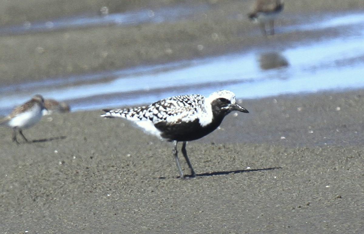 Black-bellied Plover - Keith  Yates