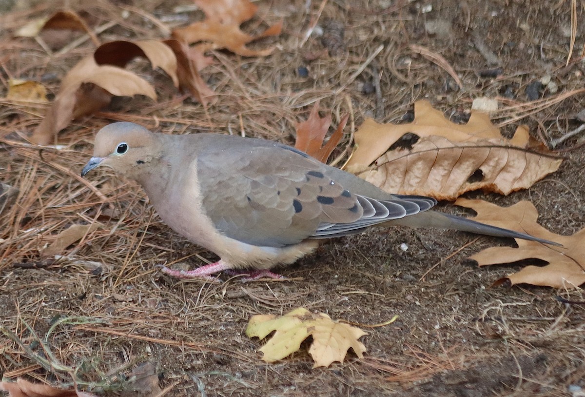 Mourning Dove - Francis Porter