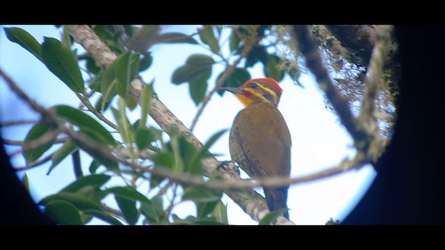 White-browed Woodpecker - ML611101511