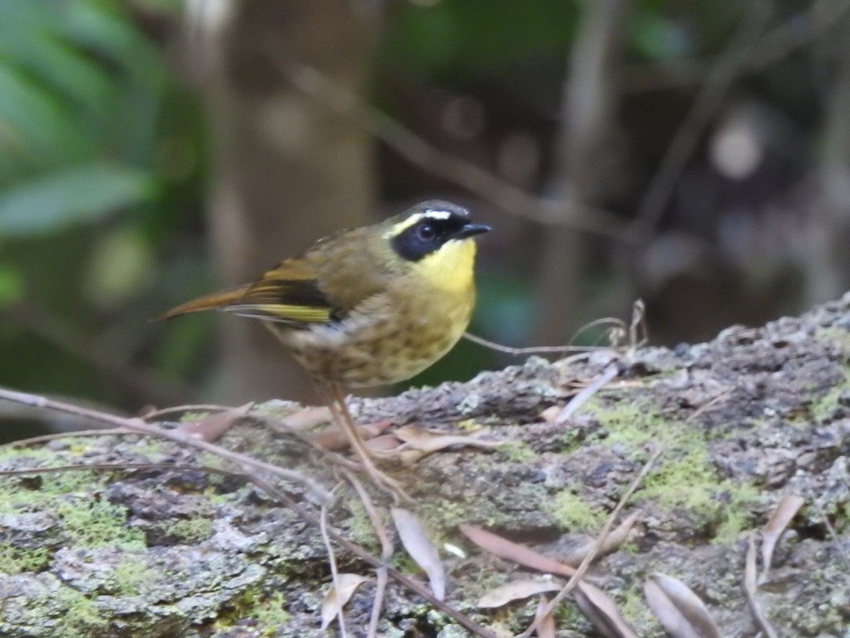 Yellow-throated Scrubwren - ML611101512