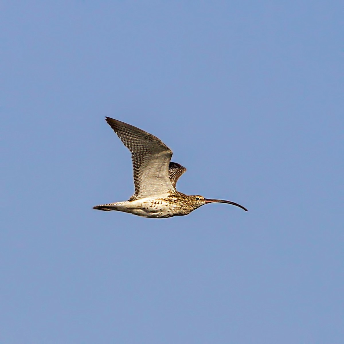 Eurasian Curlew - Emrah Kayhan