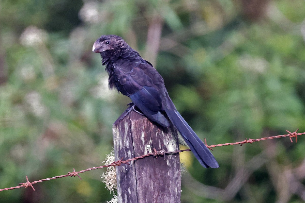 Smooth-billed Ani - ML611101611