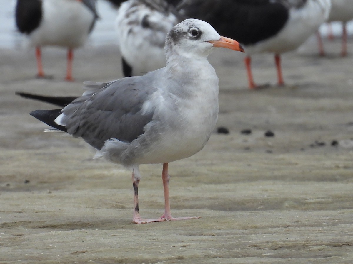 Mouette atricille - ML611101638