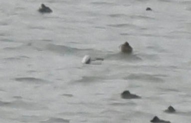 Long-tailed Duck - ML611101692