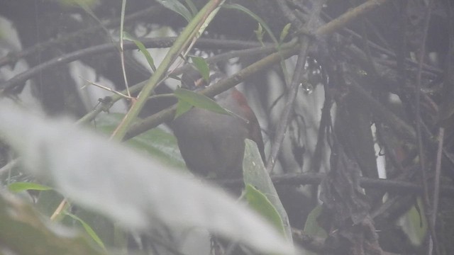 Whiskered Wren - ML611101725