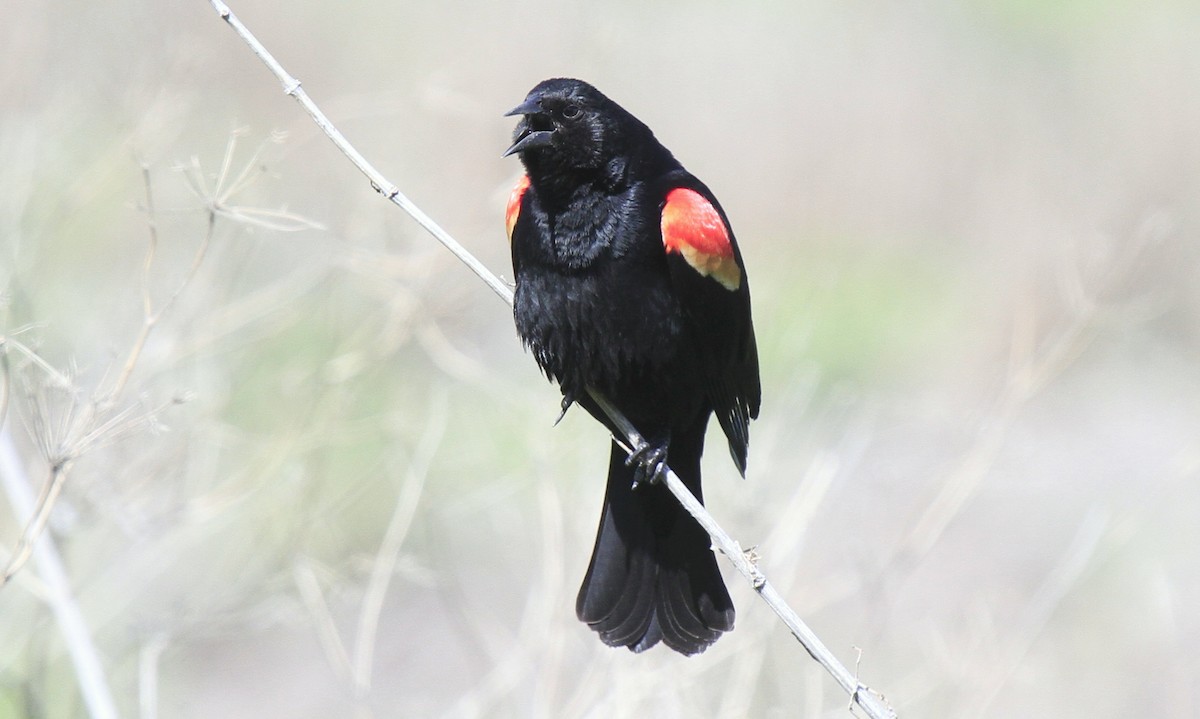 Red-winged Blackbird - ML611101744