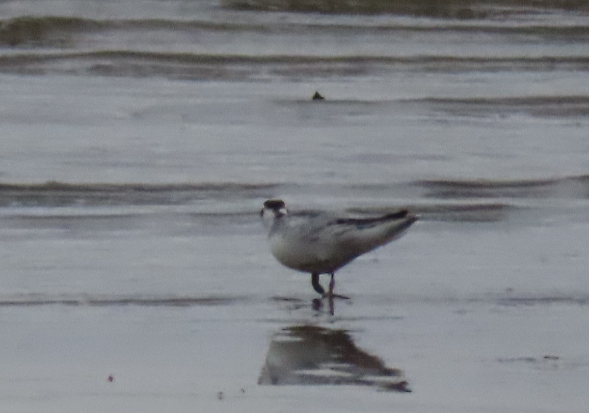 Red Phalarope - ML611101763