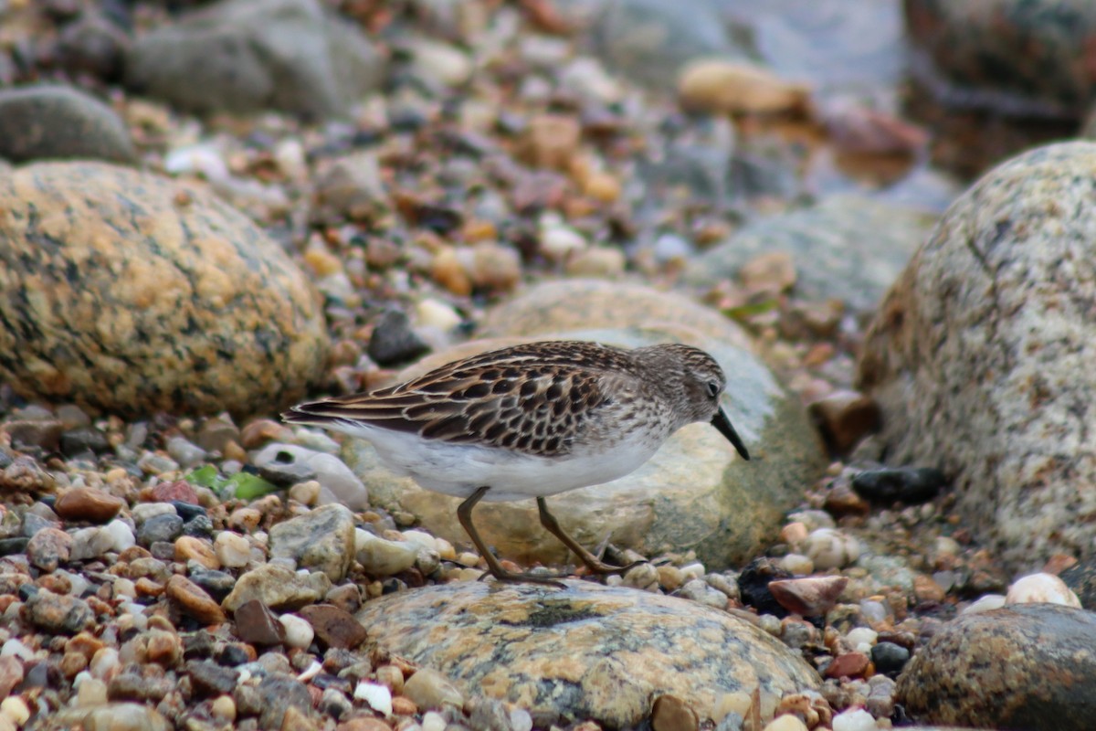 Least Sandpiper - James Teitgen