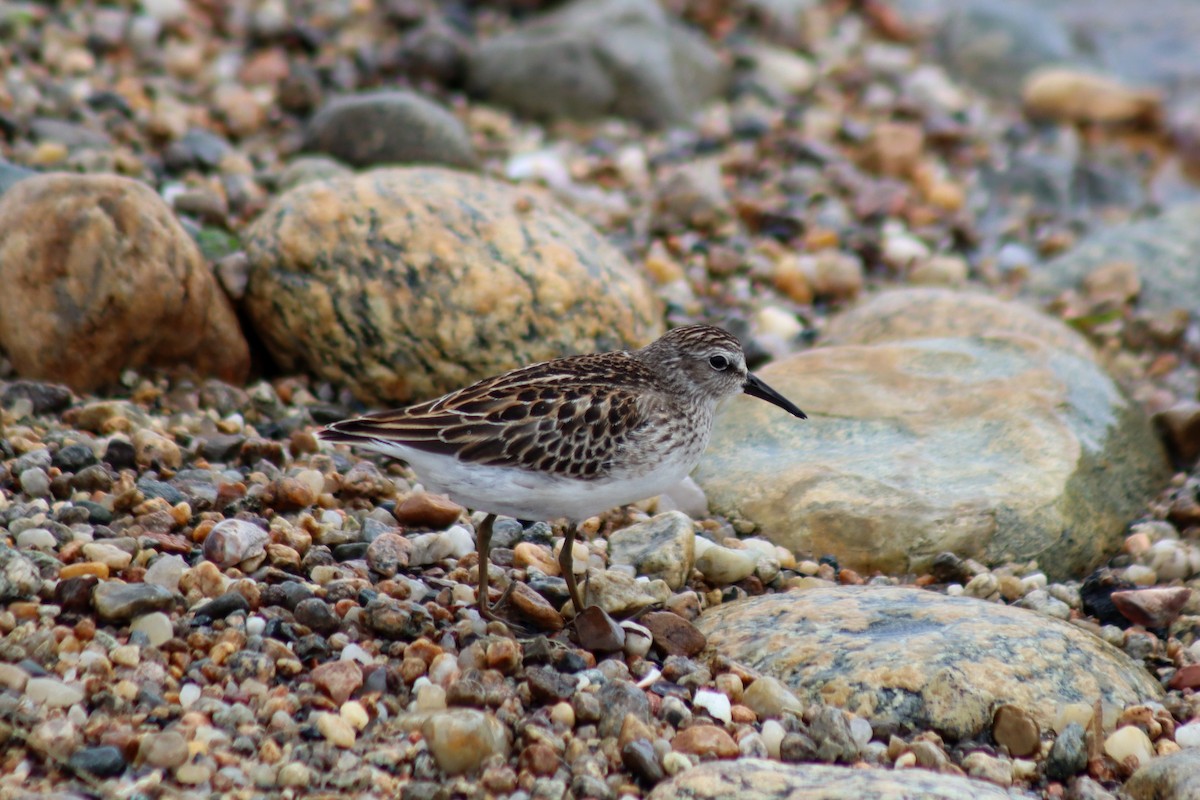 Least Sandpiper - James Teitgen