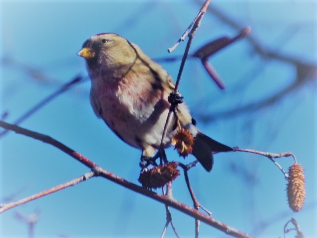 Common Redpoll - ML611102073