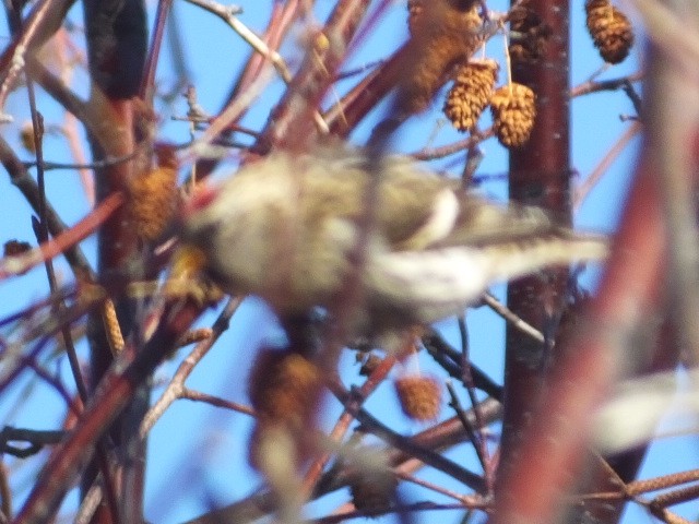 Common Redpoll - ML611102077