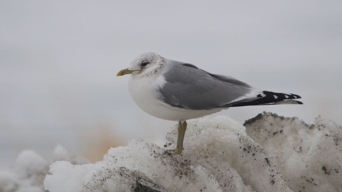 Common Gull - ML611102137