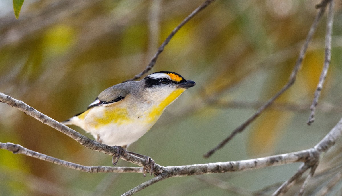 Striated Pardalote - ML611102146