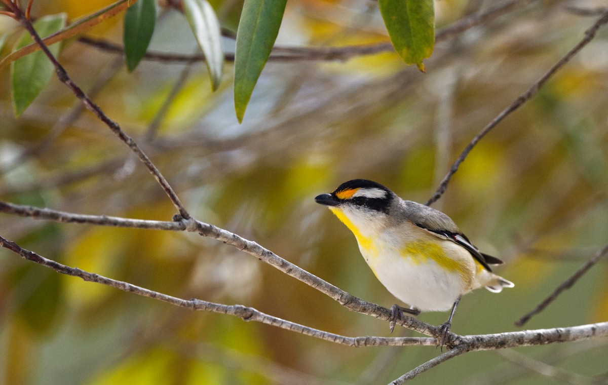 Streifenpanthervogel - ML611102147