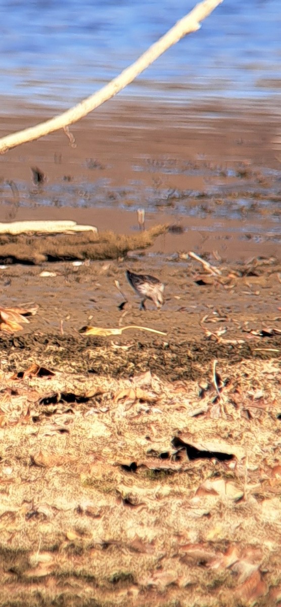 White-rumped Sandpiper - ML611102200