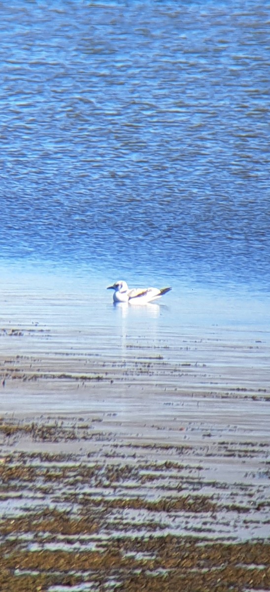 Black-legged Kittiwake - ML611102222