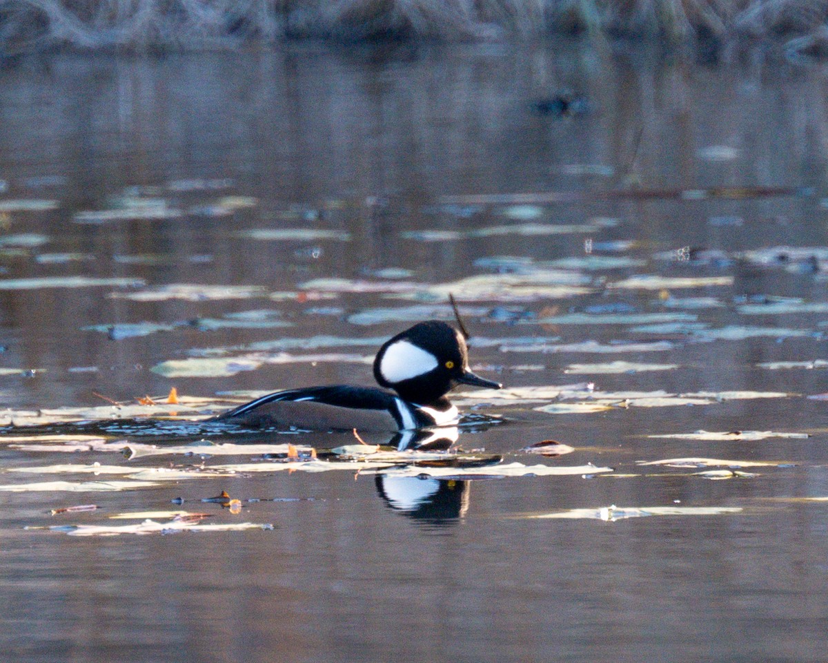 Hooded Merganser - ML611102345