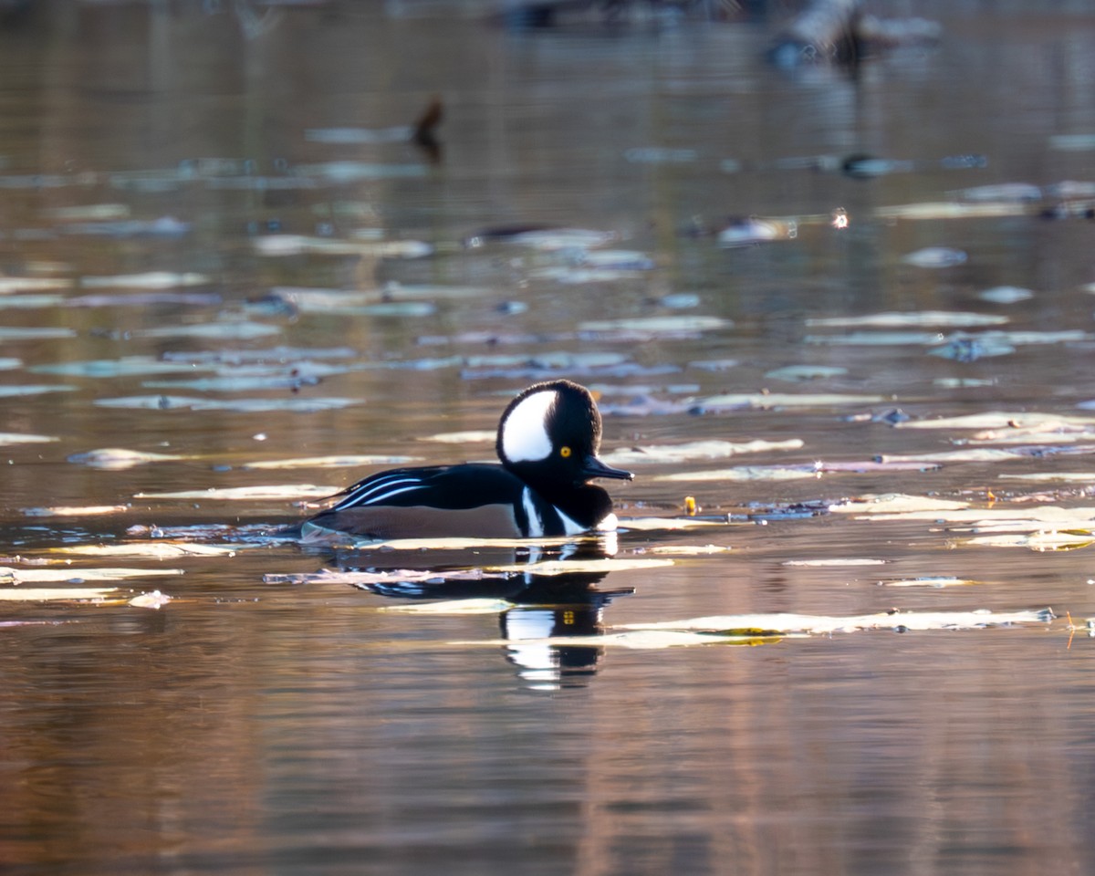 Hooded Merganser - ML611102346