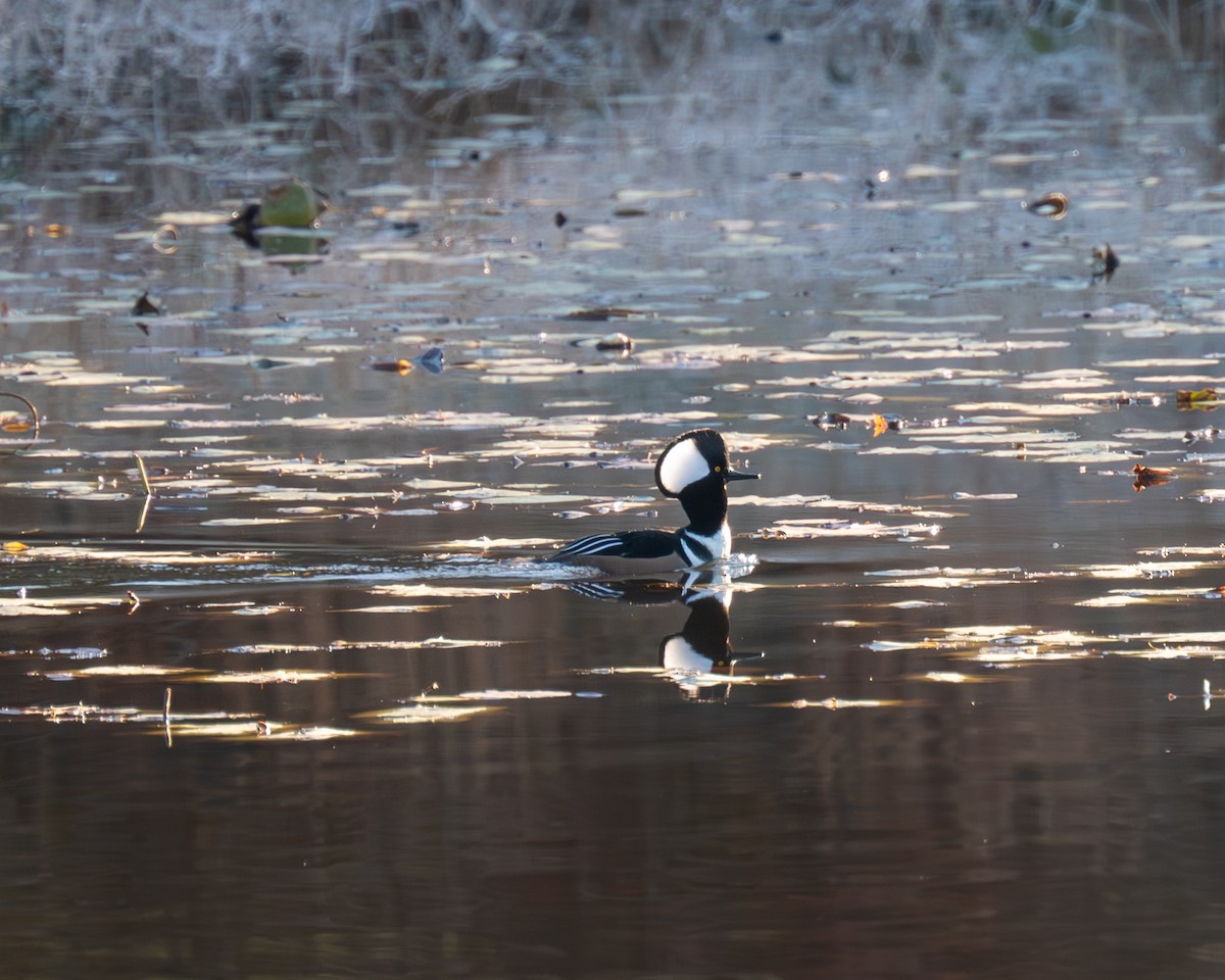 Hooded Merganser - ML611102347