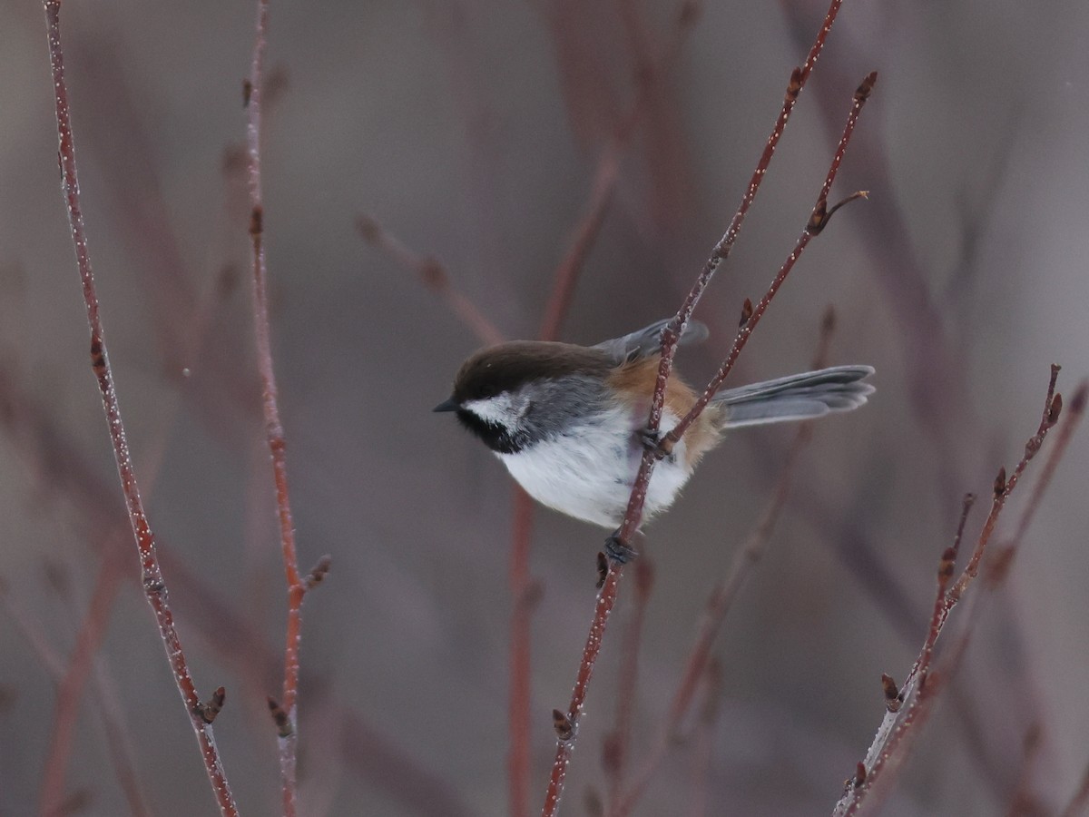 Boreal Chickadee - ML611102351