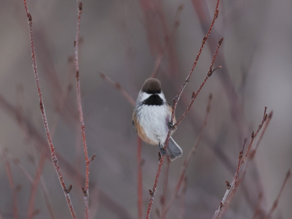 Boreal Chickadee - ML611102352