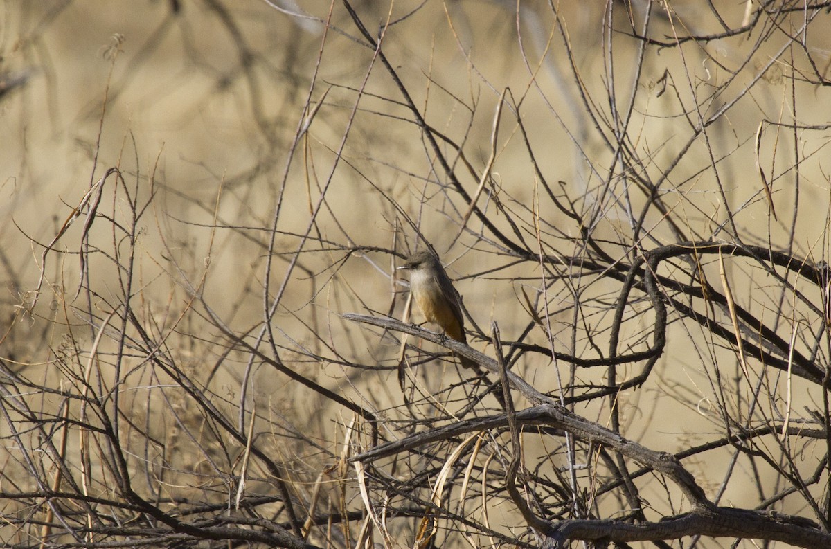 Say's Phoebe - Calvin Walters