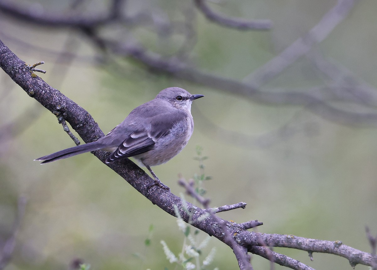 Northern Mockingbird - ML611102374