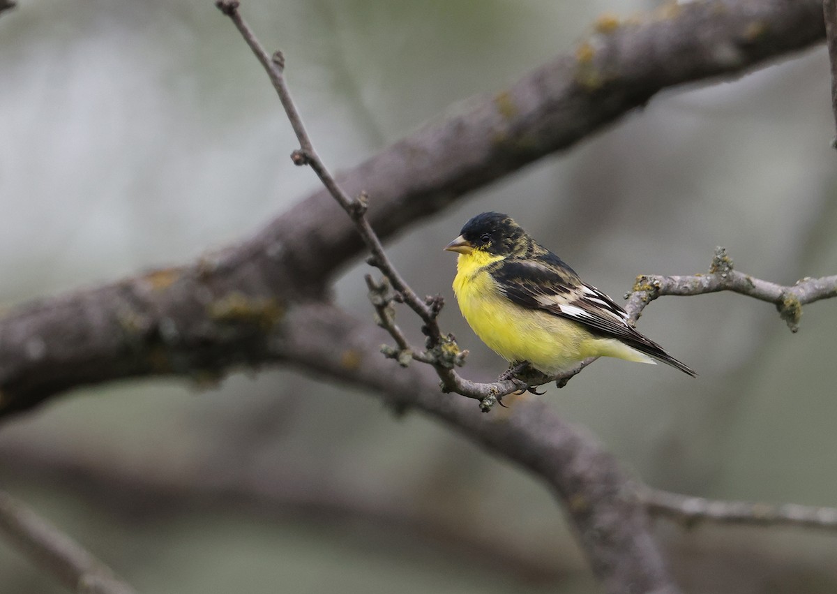 Lesser Goldfinch - ML611102385