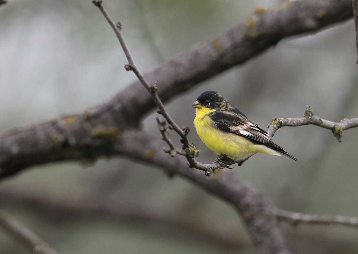 Chardonneret jaune - ML611102385