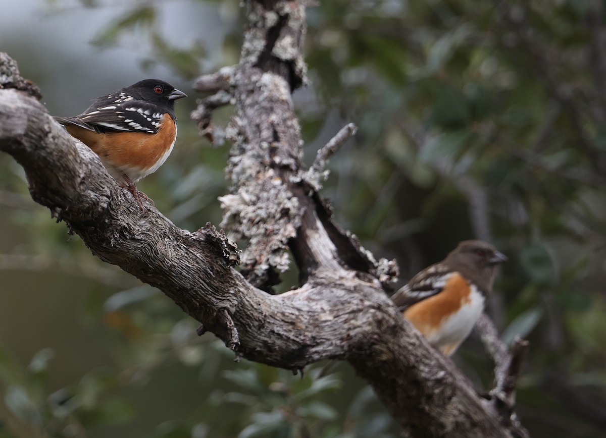 Spotted Towhee - ML611102424