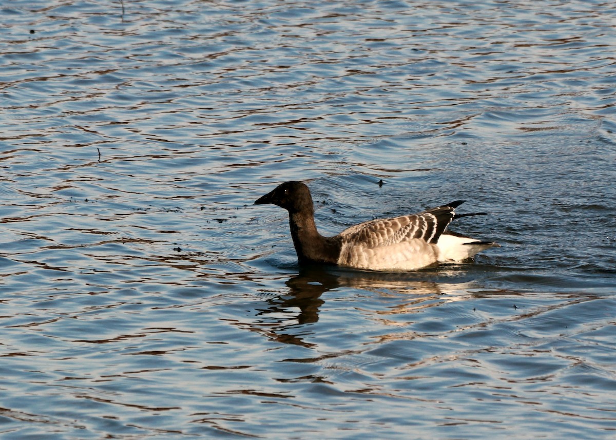 Barnacla Carinegra - ML611102468